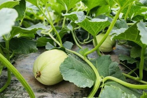 傅菁女团吃瓜,揭秘吃瓜背后的真相