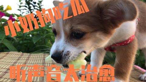 死狗吃瓜,揭秘动物界的另类奇观