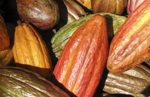 芳华可可酒店吃瓜,揭秘网红酒店的吃瓜趣事