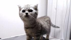 吃瓜养喵,揭秘猫咪美食与日常养护之道