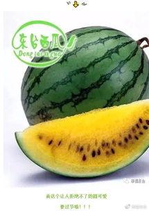 合创梦梦吃瓜,揭秘娱乐圈幕后故事