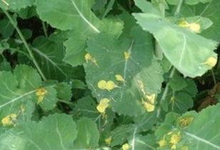 树叶寂然吃瓜,揭秘瓜界奇闻轶事