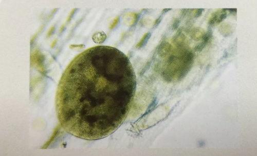 绿藻吃小瓜虫吗,探究绿藻是否捕食小瓜虫