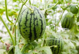 吃蒲瓜会湿气重,蒲瓜食用与湿气重关系揭秘