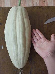 吃瓜叶颜,揭秘植物界的“绿色明星”