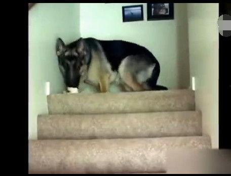 猛犬吃瓜,揭秘狂犬病的传播与预防