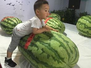 临沂大瓜吃瓜事件,一场网络狂欢背后的真相与反思