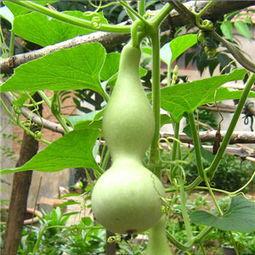 产妇吃瓠瓜,瓠瓜的营养与食用指南