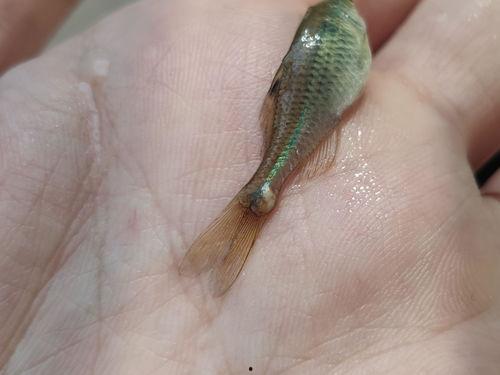 小瓜虫吃尾巴,揭示自然界的生存法则