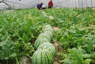 南昌海伦司吃瓜