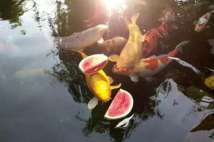 锦鲤吃黄皮瓜吗,探究鱼儿饮食之谜