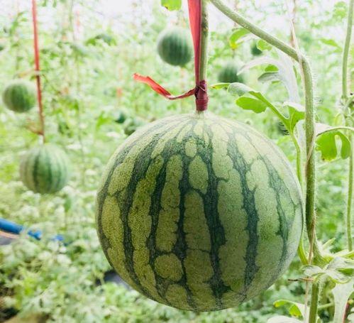 马河吃瓜,揭秘网络热传事件背后的真相与笑料