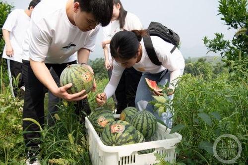 学校里的吃瓜日常,揭秘校园里的那些“瓜”